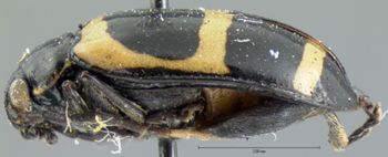 Media type: image; Entomology 18771   Aspect: habitus lateral view
